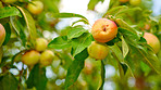 Beautiful apples in my garden