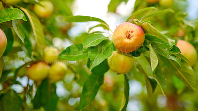 Buy stock photo A photo of tasteful and beautiful apples