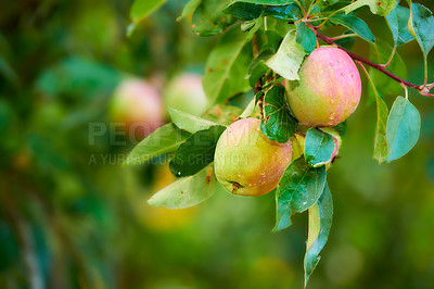 Buy stock photo Apples, nature and tree with morning dew for agriculture, growth or agro at farm outdoor. Fresh fruit, organic plant or water droplets in orchard for harvest in garden for food production with leaves