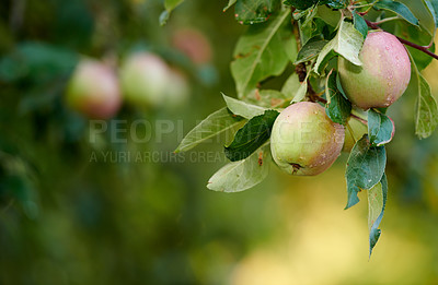 Buy stock photo Apple, growth or tree with morning dew for agriculture or agro at farm outdoor in nature. Fresh fruit, organic plant or water droplets in orchard for harvest in garden for food production with leaves