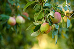 Beautiful apples in my garden