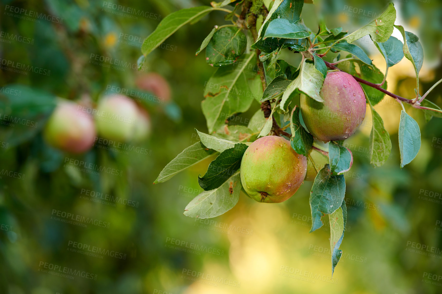 Buy stock photo A photo of tasteful and beautiful apples