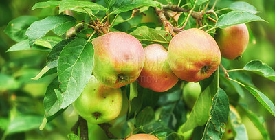 Buy stock photo Apples, closeup and tree for agriculture, growth or sustainability at farm outdoor. Fresh fruit, organic plant and orchard for harvest in nature for food production, nutrition or crops with leaves