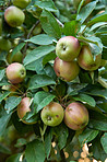 Beautiful apples in my garden