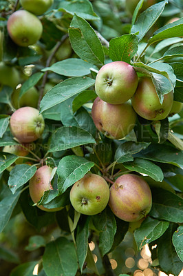 Buy stock photo Apples, garden and tree for production, growth and sustainable food at farm outdoor. Fresh fruit, organic plant and orchard for harvest in nature for agriculture, nutrition and crops with leaves