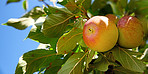 Beautiful apples in my garden