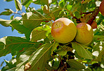 Beautiful apples in my garden