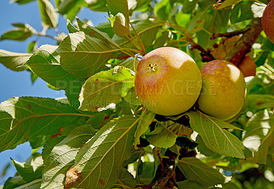 Buy stock photo A photo of tasteful and beautiful apples