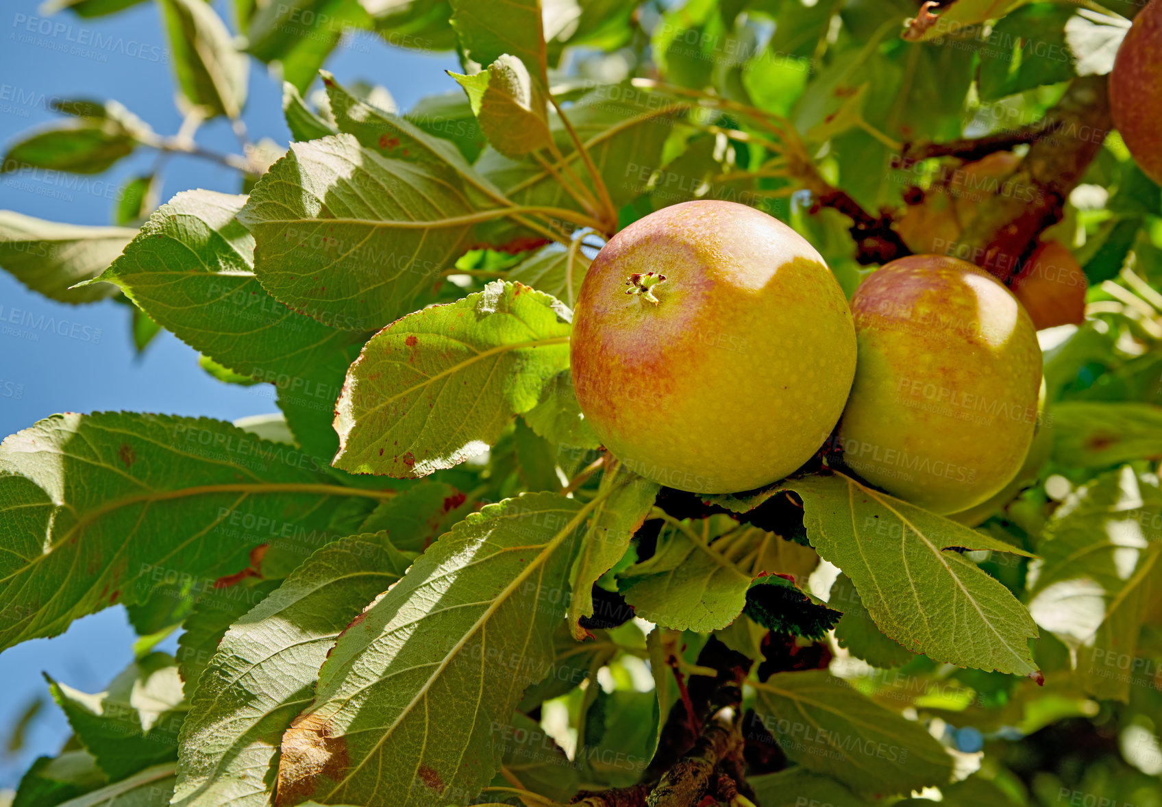 Buy stock photo A photo of tasteful and beautiful apples