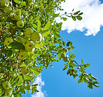 Beautiful apples in my garden