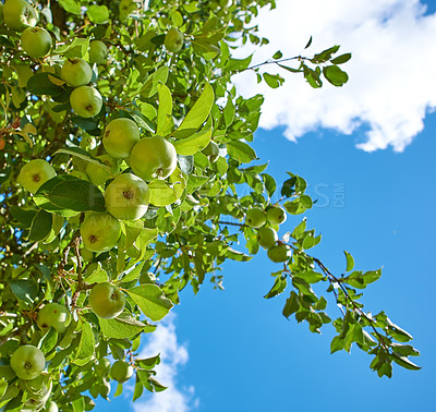 Buy stock photo Green apples, farm and tree for agriculture, growth or sustainability with sky. Fresh fruit, organic plants and orchard for harvest in nature for food production, nutrition or crops with leaves below