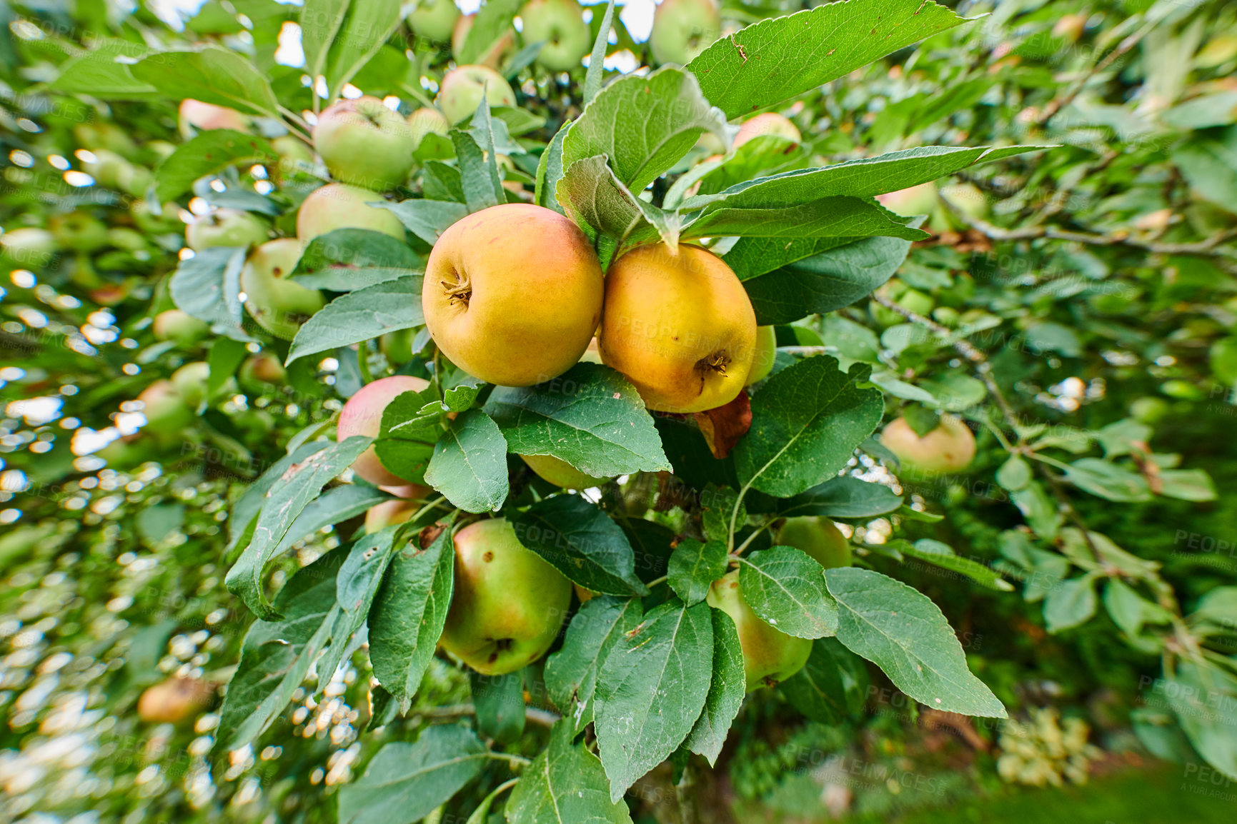 Buy stock photo Apples, farm and tree with food for agriculture, growth or sustainability in garden. Fresh fruit, organic plants and orchard for harvest in nature for production, nutrition or crops with leaves below