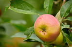 Beautiful apples in my garden