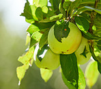 Beautiful apples in my garden