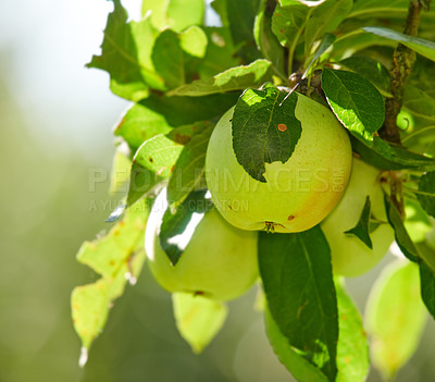 Buy stock photo A photo of tasteful and beautiful apples