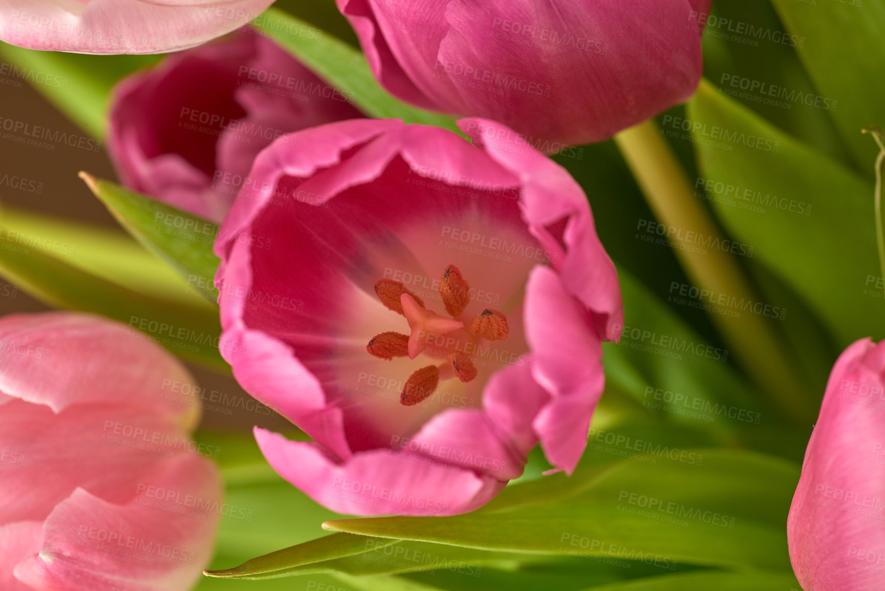 Buy stock photo Macro closeup of a pink tulip bud with pistils and stamens inside from above. Beautiful colorful flowers with vibrant petals and green leaves blooming and blossoming. Bouquet for valentines day
