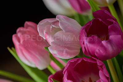 Buy stock photo Closeup of pink tulips growing, blossoming, flowering against black background. Macro view of a bunch of flowers blooming. Horticulture, cultivation of decorative plants symbolising love or affection