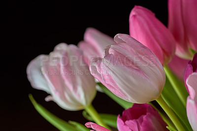 Buy stock photo Bouquet of fresh white and pink tulips in studio isolated against a black background. Fresh, bright, summer flowers symbolising hope and love, or as a surprise gift or apology against dark copy space