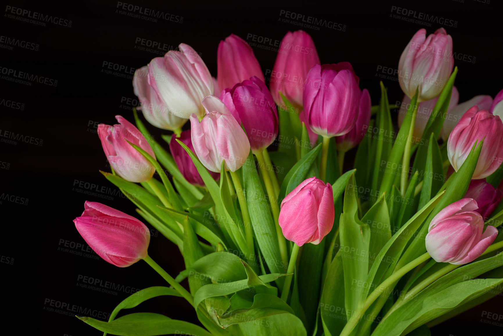 Buy stock photo Fresh white and pink tulips against a black background. Closeup of a bunch of beautiful flowers with vibrant petals and green leaves. Blossoming bouquet symbolizing hope and love for valentines day