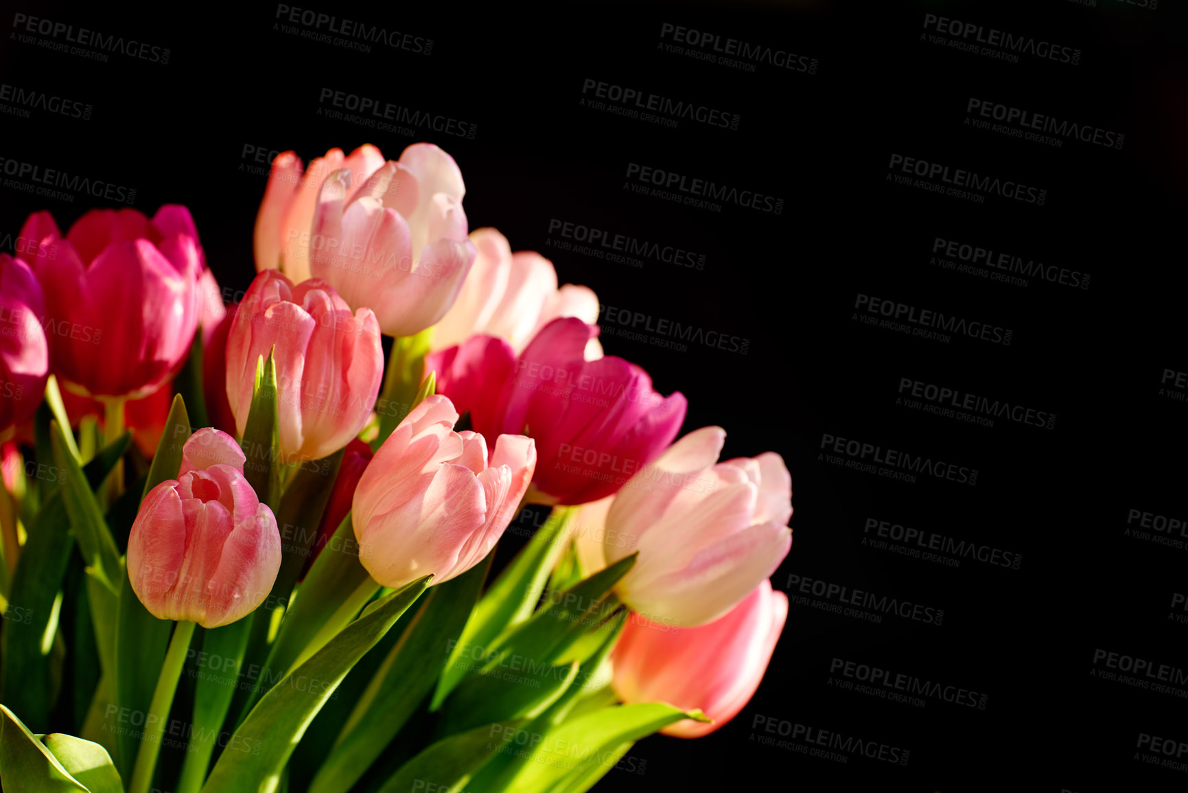 Buy stock photo Copyspace with a bunch of colorful tulip flowers against a black background. Closeup of beautiful flowering plant with pink petals and green leaves blooming and blossoming. Bouquet for valentines day