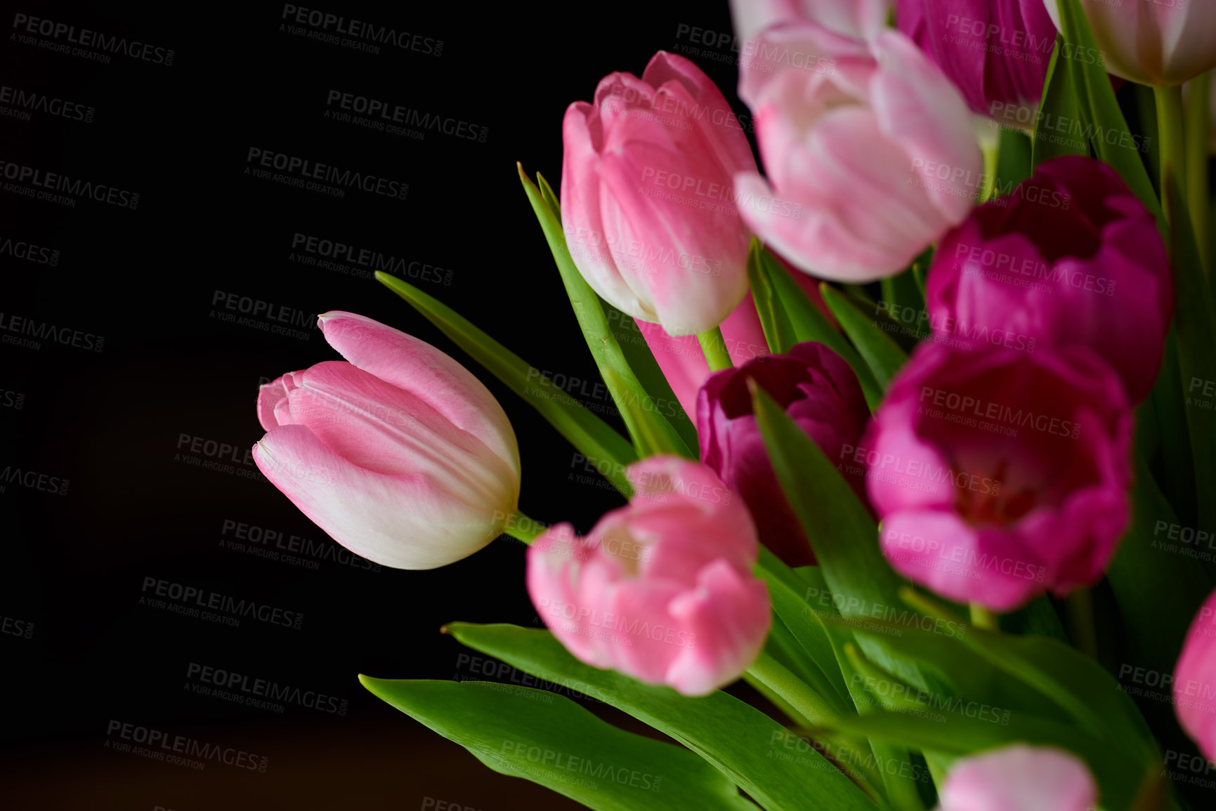 Buy stock photo Copyspace with a bunch of colorful tulip flowers against a black background. Closeup of beautiful flowering plant with pink petals and green leaves blooming and blossoming. Bouquet for valentines day