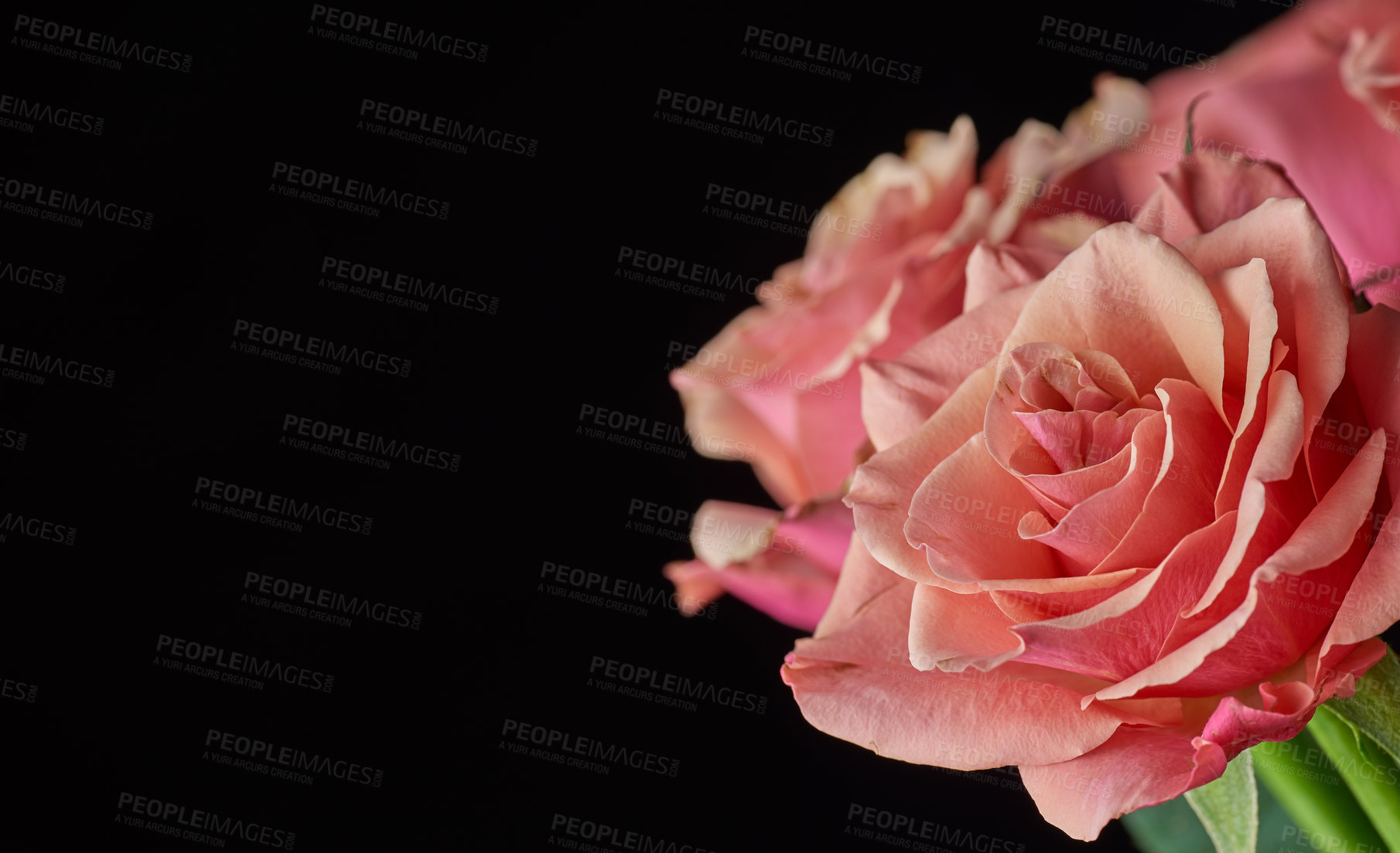 Buy stock photo A bouquet of red roses on against black background