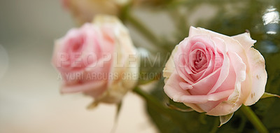 Buy stock photo A beautiful red and pink roses in a vase