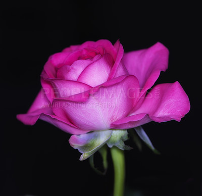 Buy stock photo Flower, pink rose and leaves on black background in studio for decoration, present and valentines day gift. Plant, botany and petals closeup for natural sustainability, ecology and floral growth