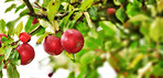 Red Apples in the garden