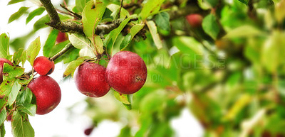 Buy stock photo Closeup of red apples growing on green apple tree stem branch on sustainable orchard farm in remote countryside with bokeh background. Farming fresh and healthy snack fruit for nutrition and vitamins