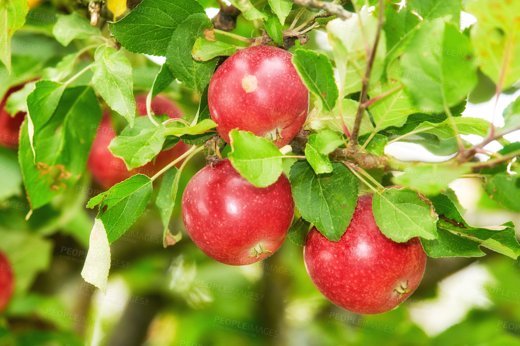 Buy stock photo Fresh red apples growing on a tree for harvest in a sustainable orchard on a summer day outside. Closeup of ripe, nutritious and organic fruit cultivated on a farm or grove in the countryside