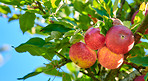 Red Apples in the garden