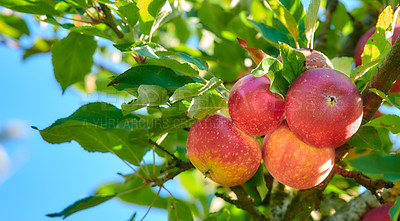 Buy stock photo Fresh red apples growing on a tree for harvest in a sustainable farm on a sunny day outside. Closeup of ripe, nutritious and organic fruit cultivated in a thriving orchard or grove in the countryside