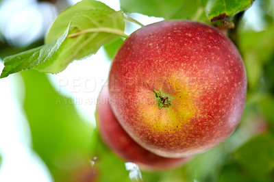 Buy stock photo Closeup of two red apples growing on an apple tree branch on sustainable orchard farm in remote countryside with bokeh background. Farming fresh, healthy snack fruit for export, nutrition, vitamins
