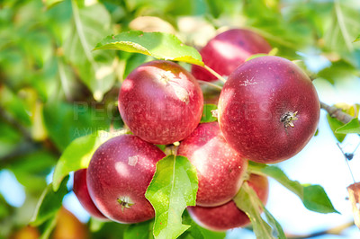 Buy stock photo Fresh red apples growing on trees for harvest on a field of a sustainable orchard or farm on a sunny day outdoors. Ripe, delicious and tasty organic fruit cultivated in nature for picking on a grove