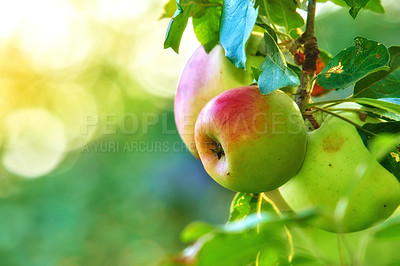 Buy stock photo Copy space with fresh apples growing on a tree for harvest in an orchard on a sunny day outdoors with bokeh background. Closeup of ripe, juicy and sweet fruit cultivated on an organic plantation
