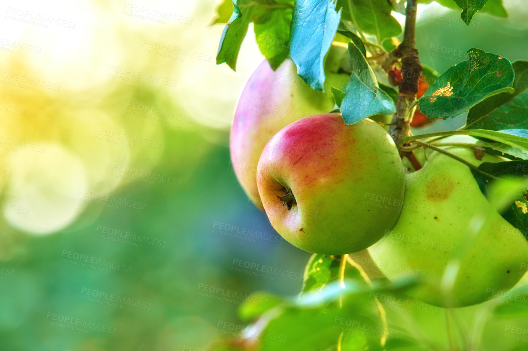 Buy stock photo Copy space with fresh apples growing on a tree for harvest in an orchard on a sunny day outdoors with bokeh background. Closeup of ripe, juicy and sweet fruit cultivated on an organic plantation
