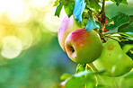 Red Apples in the garden