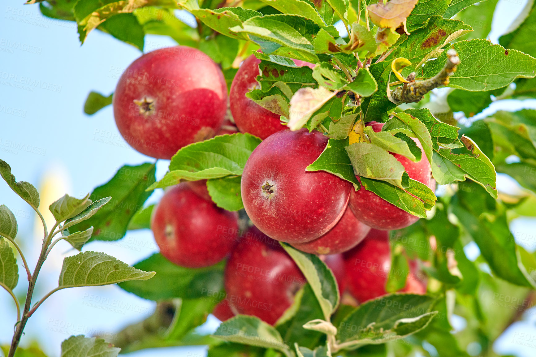 Buy stock photo Fresh red apples growing on a tree for harvest in a sustainable farm on a sunny day outside. Closeup of ripe, nutritious and organic fruit cultivated in a thriving orchard or grove in the countryside
