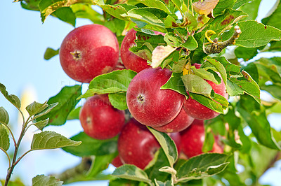 Buy stock photo Fresh red apples growing on a tree for harvest in a sustainable farm on a sunny day outside. Closeup of ripe, nutritious and organic fruit cultivated in a thriving orchard or grove in the countryside