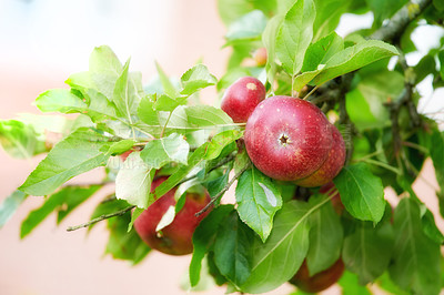 Buy stock photo Beautiful red apples growing in a lush green fruit tree outdoors on a farm on a summer day. Closeup of healthy and sustainable crops ready for harvest on a spring afternoon