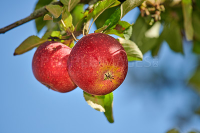 Buy stock photo Two ripe red apples on a tree with green leaves against blue sky background. Closeup of healthy organic fruit growing on an orchard on a sustainable farm. Nutritious fresh produce in harvest season