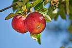 Red Apples in the garden