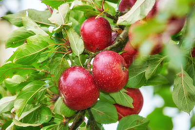 Buy stock photo Red apples growing on trees for harvest in an orchard outdoors. Closeup of ripe, nutritious and organic fruit cultivated in season on a lush farm or grove. Delicious fresh produce ready to be picked