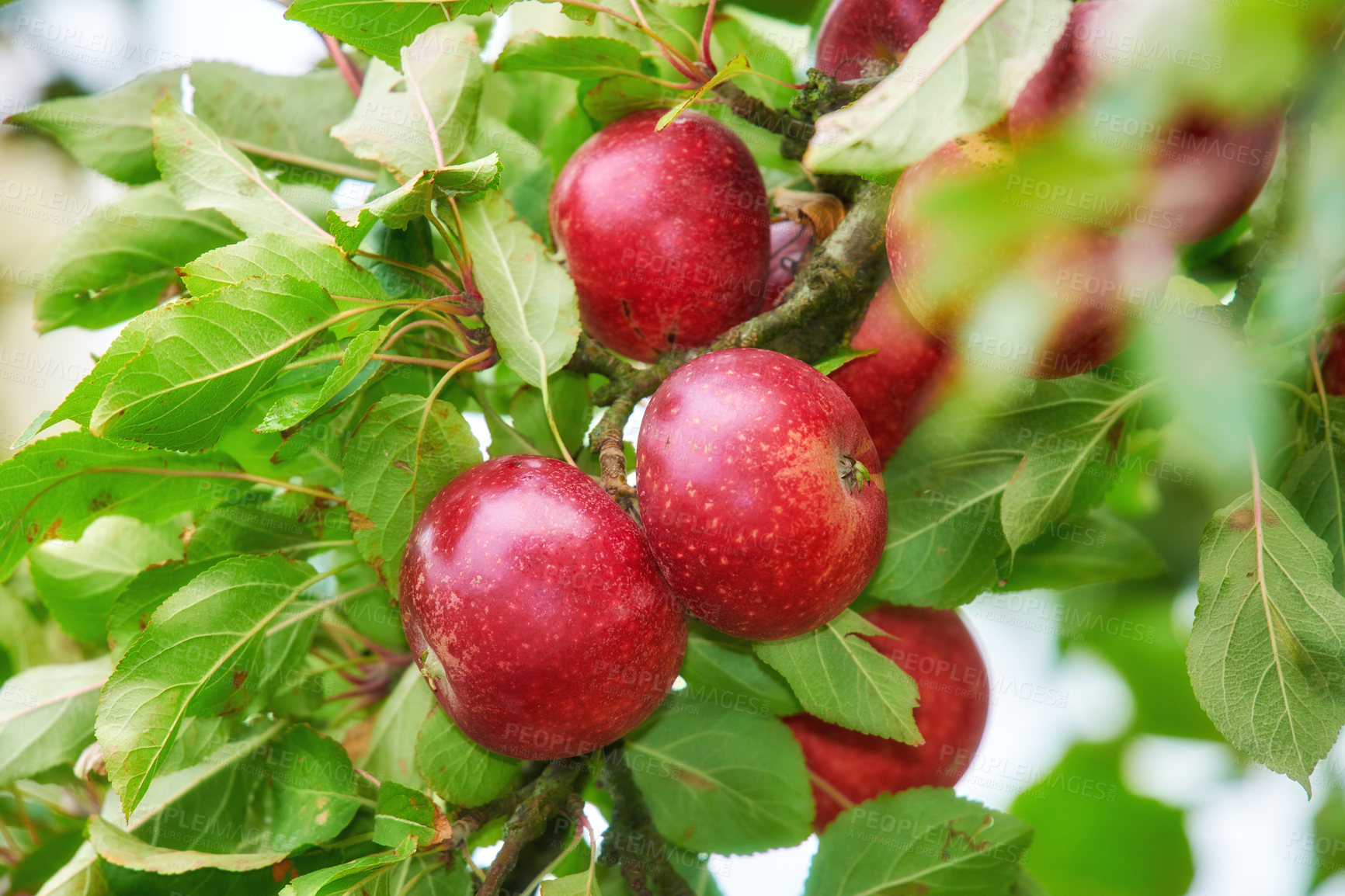 Buy stock photo Red apples growing on trees for harvest in an orchard outdoors. Closeup of ripe, nutritious and organic fruit cultivated in season on a lush farm or grove. Delicious fresh produce ready to be picked