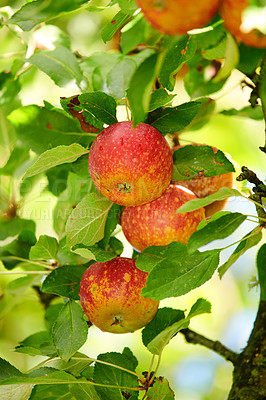 Buy stock photo Red apples growing on fruit tree or orchard outdoors in nature on a summer day. Closeup fresh and ripe crops on a lush green branch on a farm. Organic and sustainable food ready for harvest  orchard