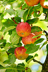 Red Apples in the garden