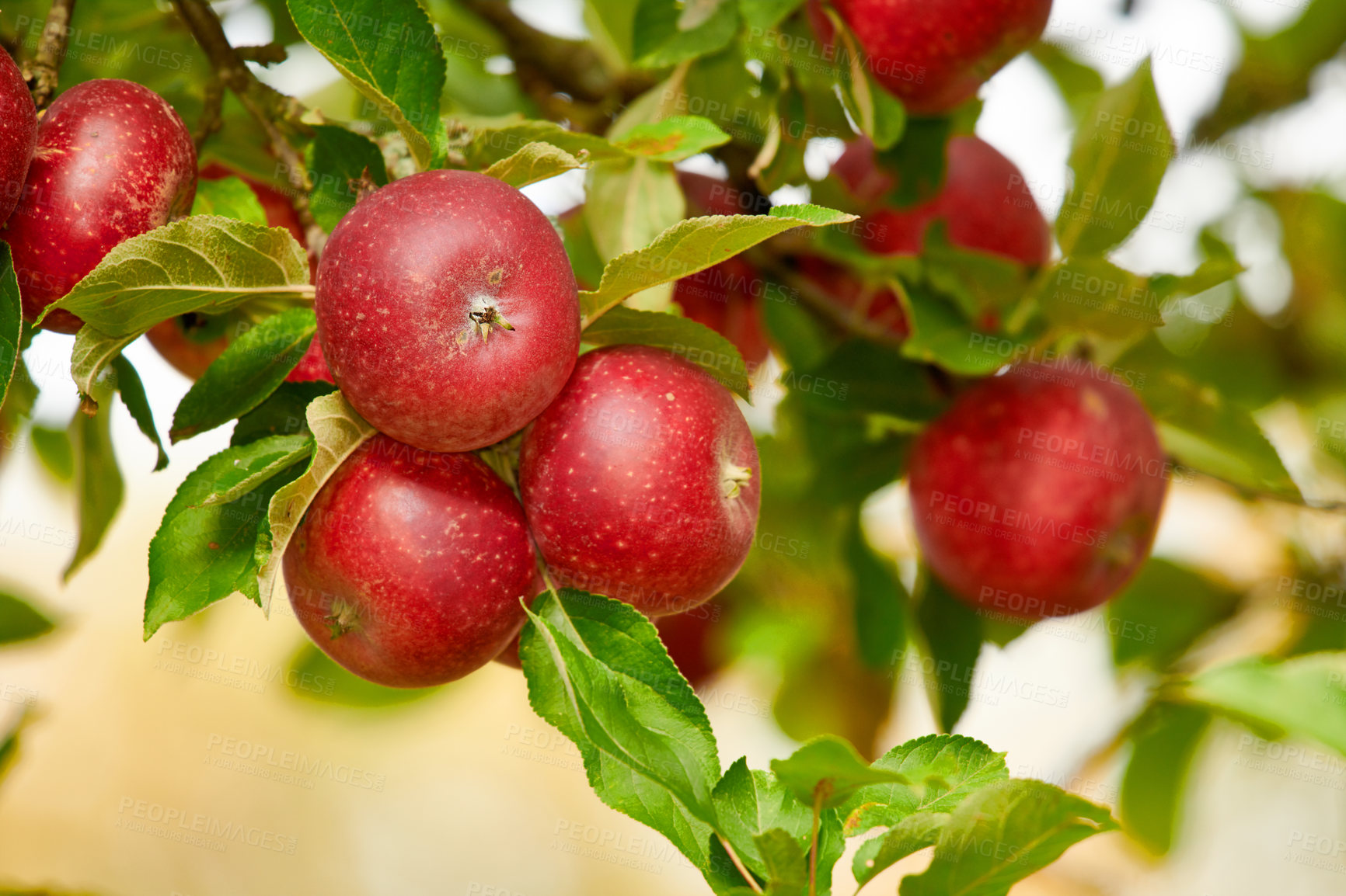 Buy stock photo Red apples growing on trees for harvest in an orchard outdoors. Closeup of ripe, nutritious and organic fruit cultivated in season on a lush farm or grove. Delicious fresh produce ready to be picked