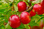 Red Apples in the garden