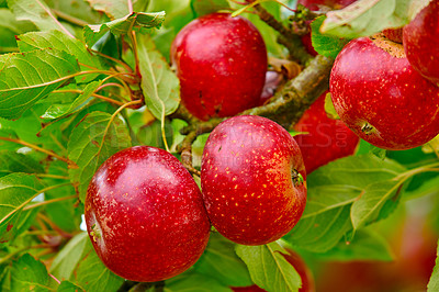 Buy stock photo Closeup of many red apples growing on apple tree branch in summer with copyspace. Fruit hanging from an orchard farm tree with bokeh and copy space. Sustainable organic agriculture in the countryside